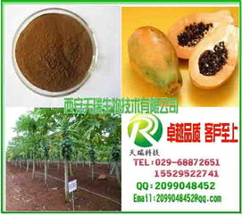 番木瓜粉 中國西安 天瑞生物 植物提取物