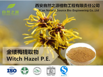 植物提取物的瑰寶 金縷梅提取物及其在化妝品中的應用