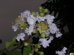 優(yōu)質(zhì)白薇提取物 上海康汀生物供應10:1高純度庫存