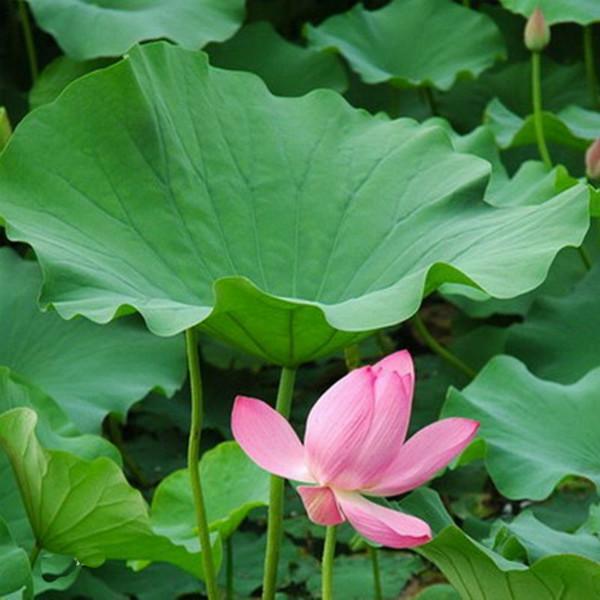 西安地區(qū)荷葉提取物批發(fā)價格及市場分析