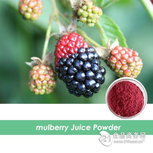 西安旭煌生物 工廠直銷高品質桑葚粉，批發價格優勢顯著